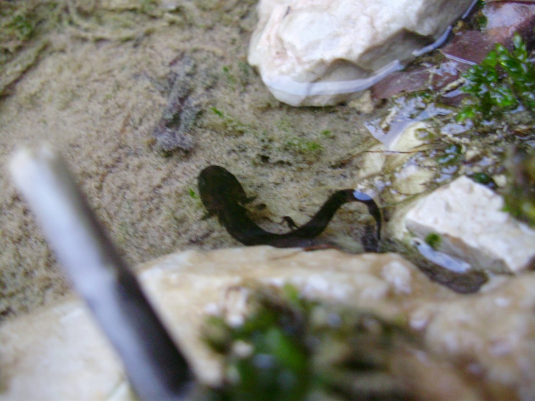 Popolazione di S. salamandra molto numerosa